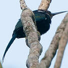 Jacamar à longue queue