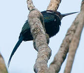 Jacamar à longue queue