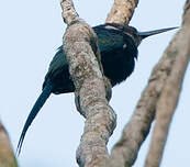 Jacamar à longue queue