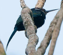 Jacamar à longue queue