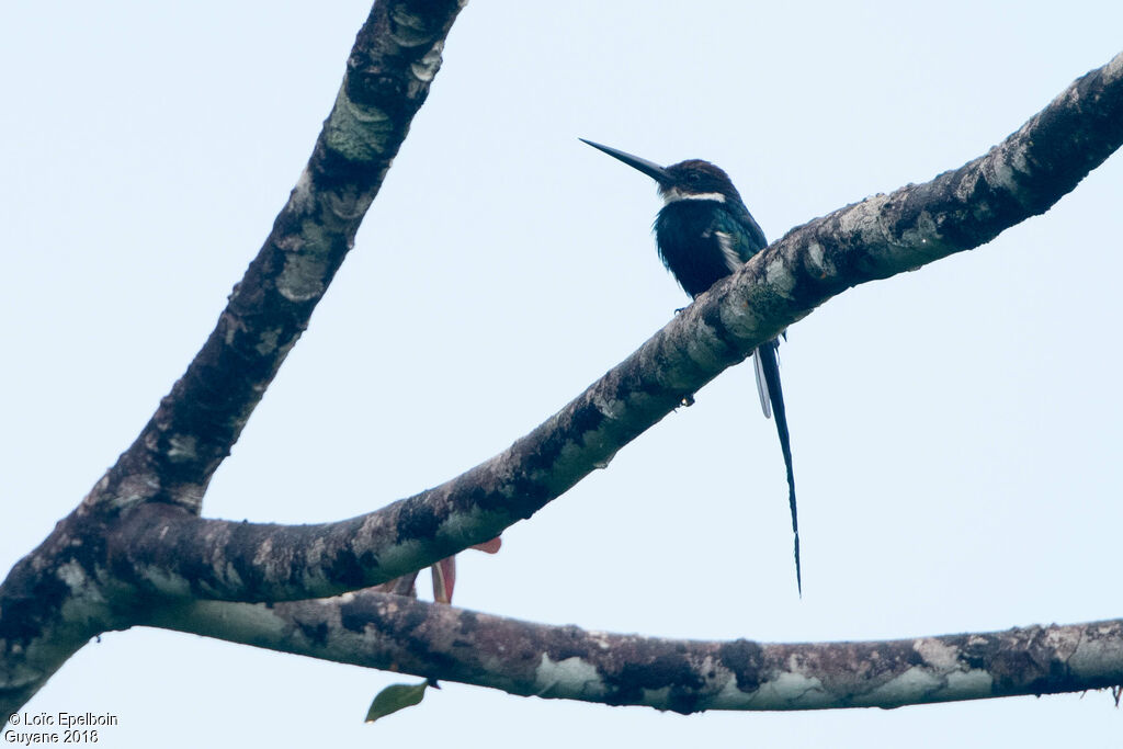 Jacamar à longue queue