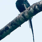 Jacamar à longue queue