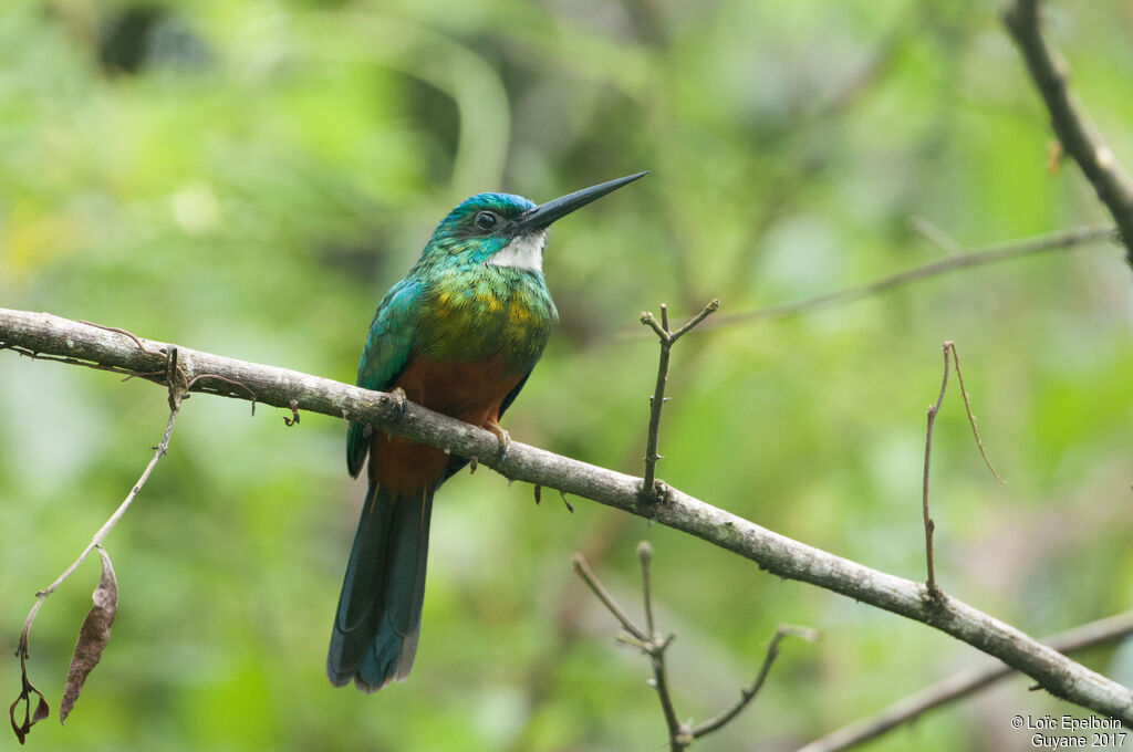 Green-tailed Jacamar