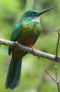 Green-tailed Jacamar