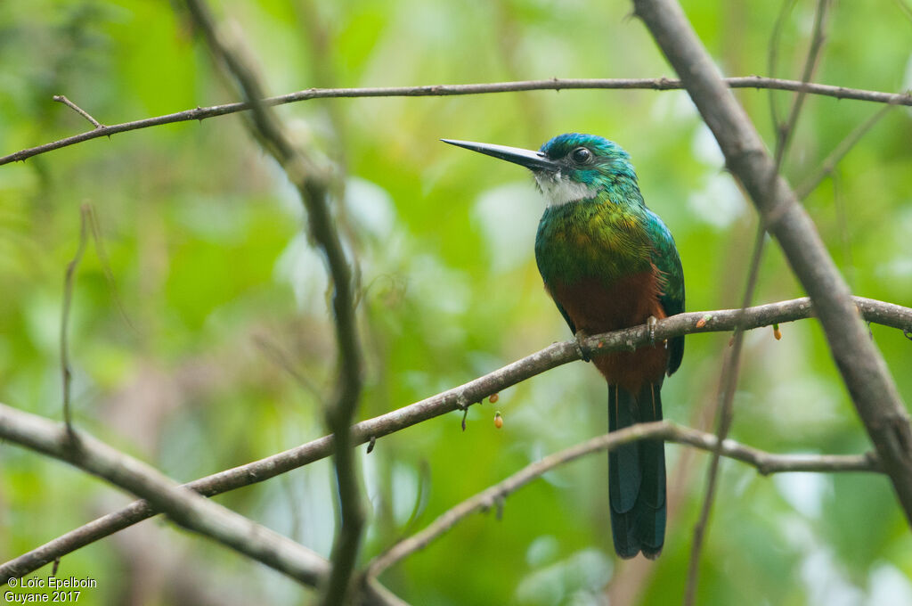 Green-tailed Jacamar