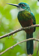 Green-tailed Jacamar