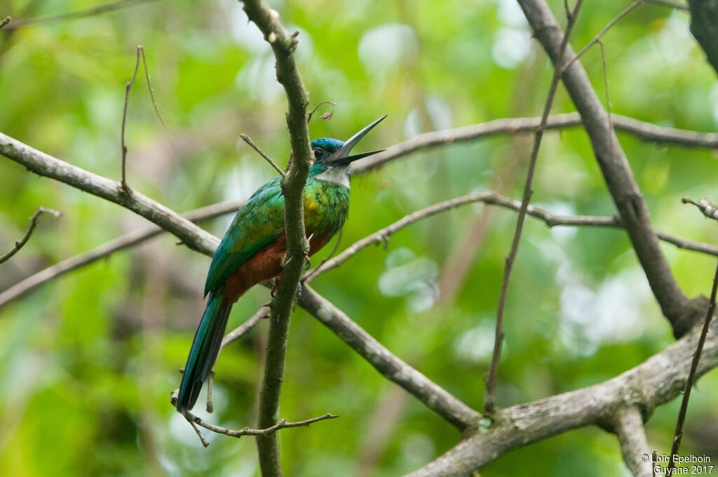 Green-tailed Jacamar