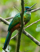 Green-tailed Jacamar