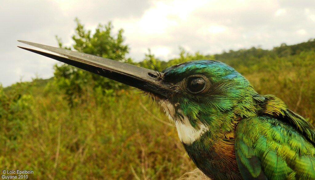 Green-tailed Jacamar