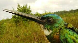 Green-tailed Jacamar