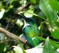 Green-tailed Jacamar