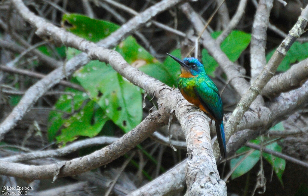 Jacamar vert femelle