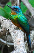 Green-tailed Jacamar