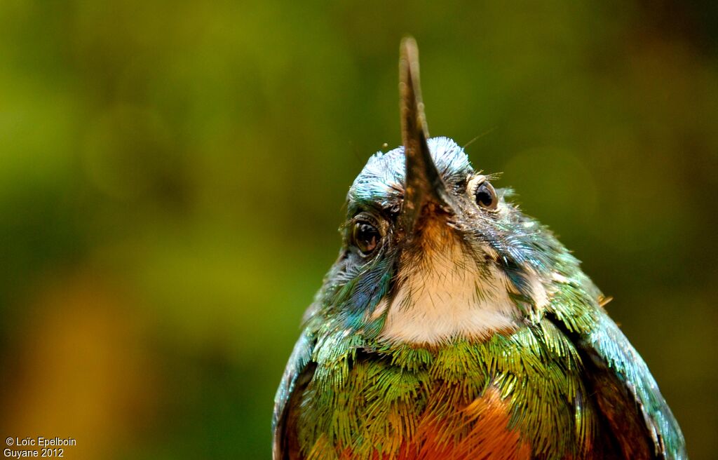 Green-tailed Jacamar