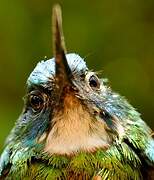 Green-tailed Jacamar