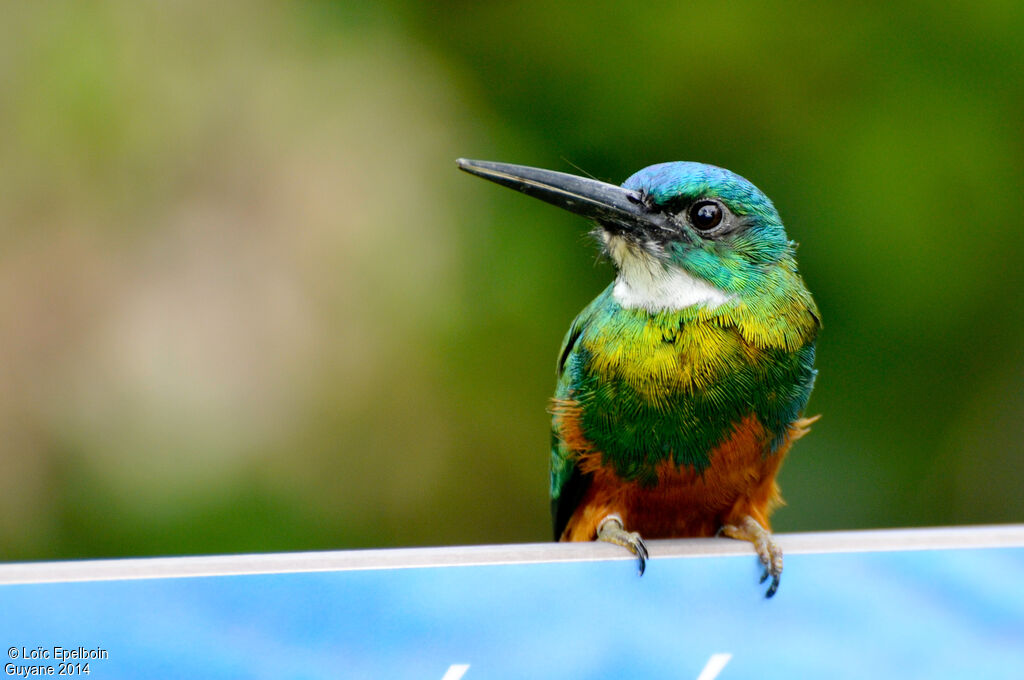 Green-tailed Jacamar