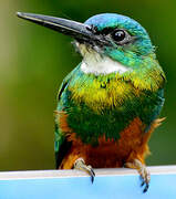 Green-tailed Jacamar