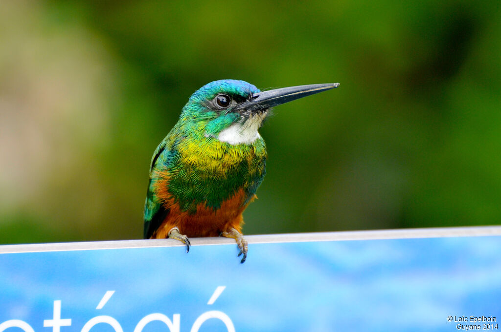 Green-tailed Jacamar