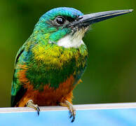 Green-tailed Jacamar