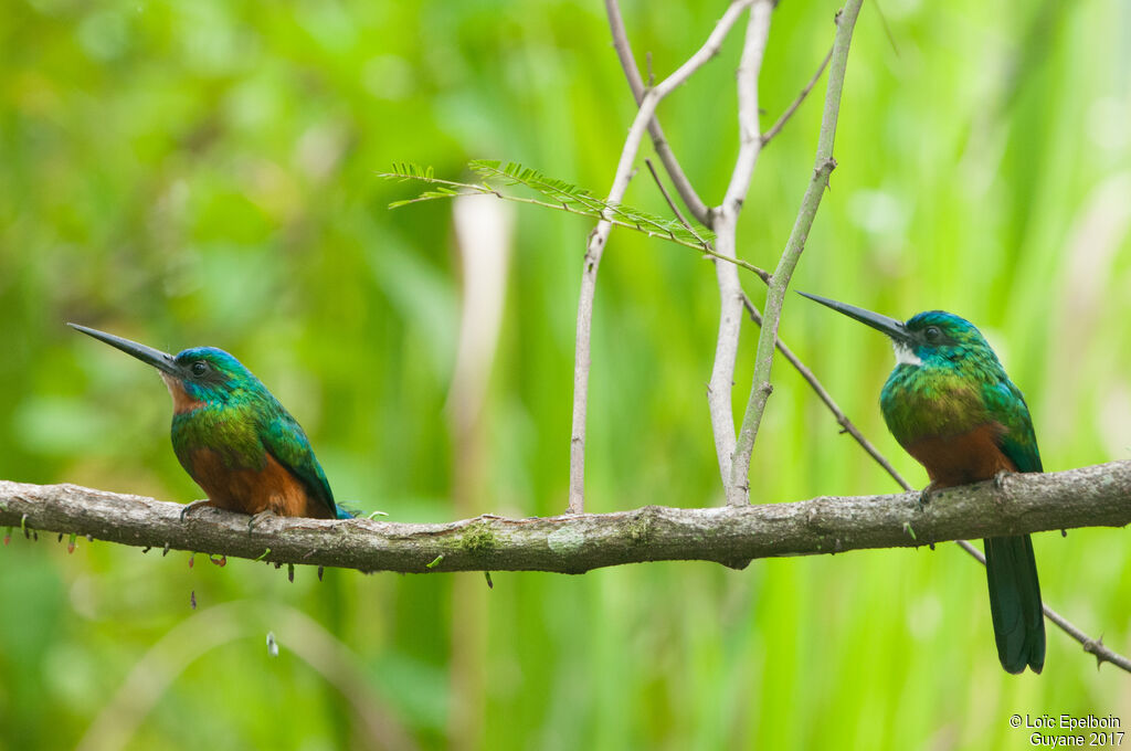 Green-tailed Jacamar