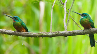 Green-tailed Jacamar