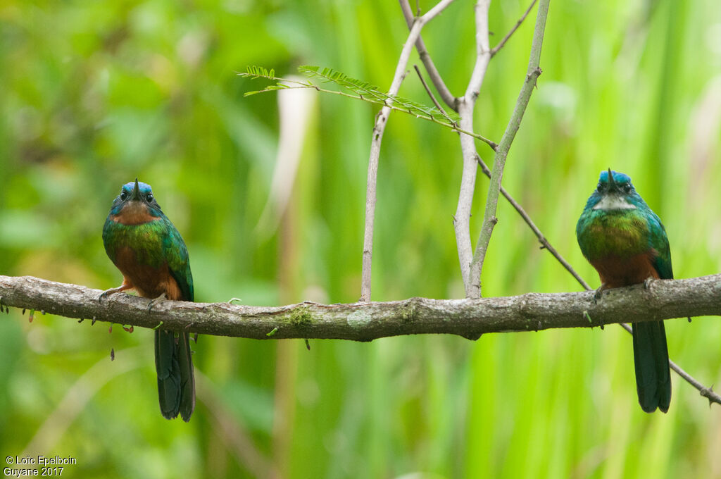 Green-tailed Jacamar