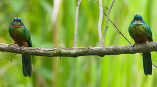 Green-tailed Jacamar