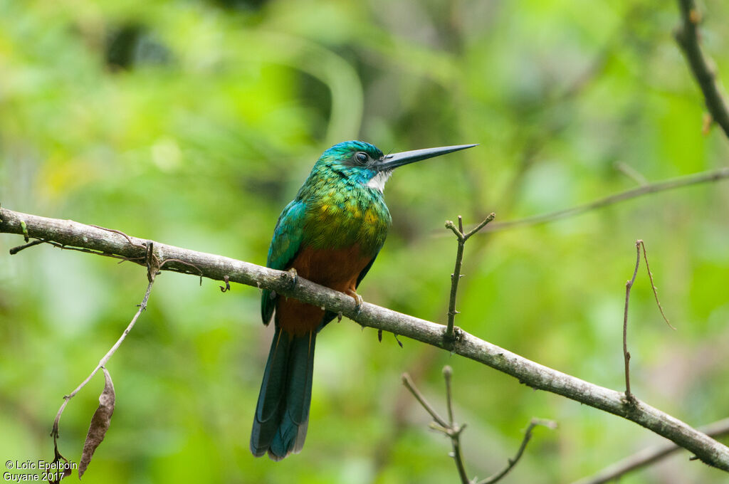 Green-tailed Jacamar