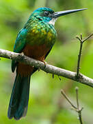 Green-tailed Jacamar