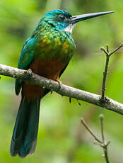 Jacamar vert