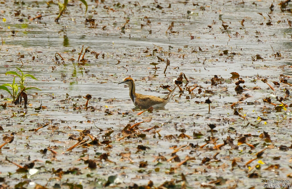 Jacana à longue queue