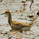 Jacana à longue queue