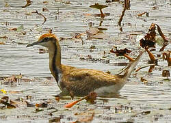 Pheasant-tailed Jacana