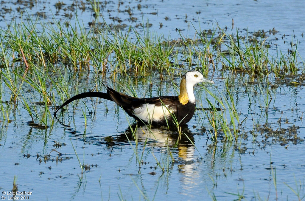 Jacana à longue queue