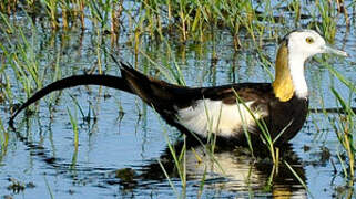 Pheasant-tailed Jacana