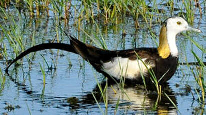 Jacana à longue queue