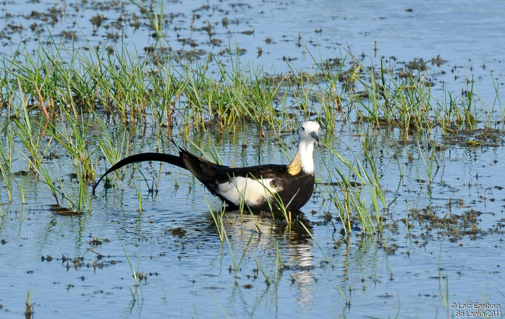 Jacana à longue queue