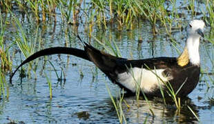 Jacana à longue queue