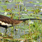 Jacana à longue queue