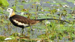 Jacana à longue queue