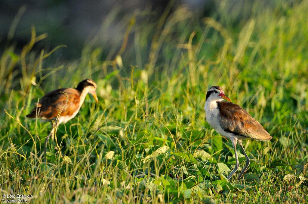 Wattled Jacana