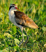 Wattled Jacana