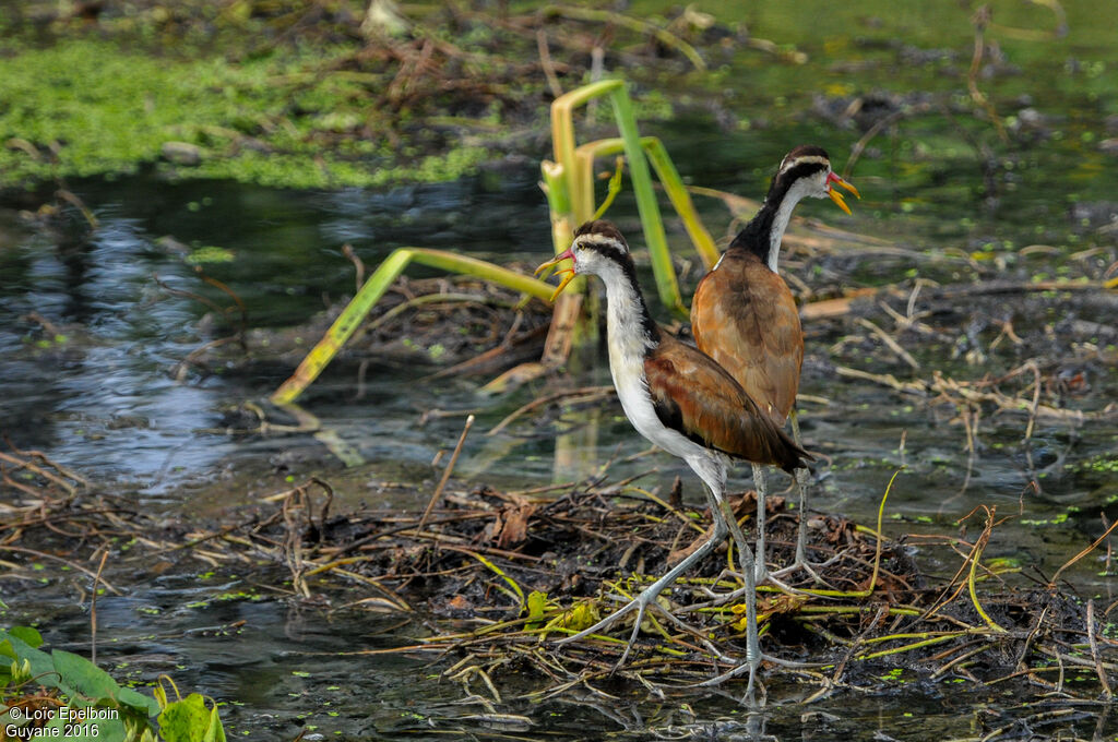 Wattled Jacana