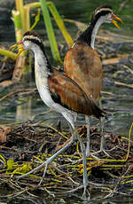 Jacana noir