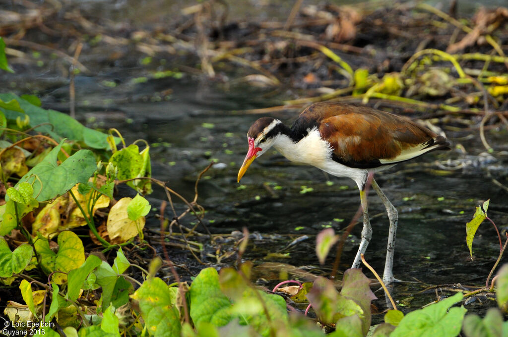 Jacana noirimmature