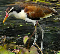 Wattled Jacana