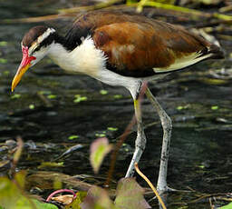 Jacana noir