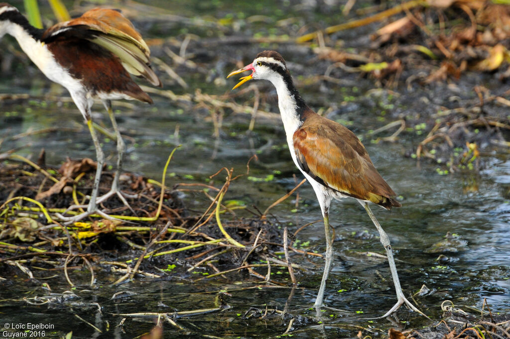 Wattled Jacana