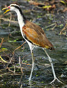 Wattled Jacana