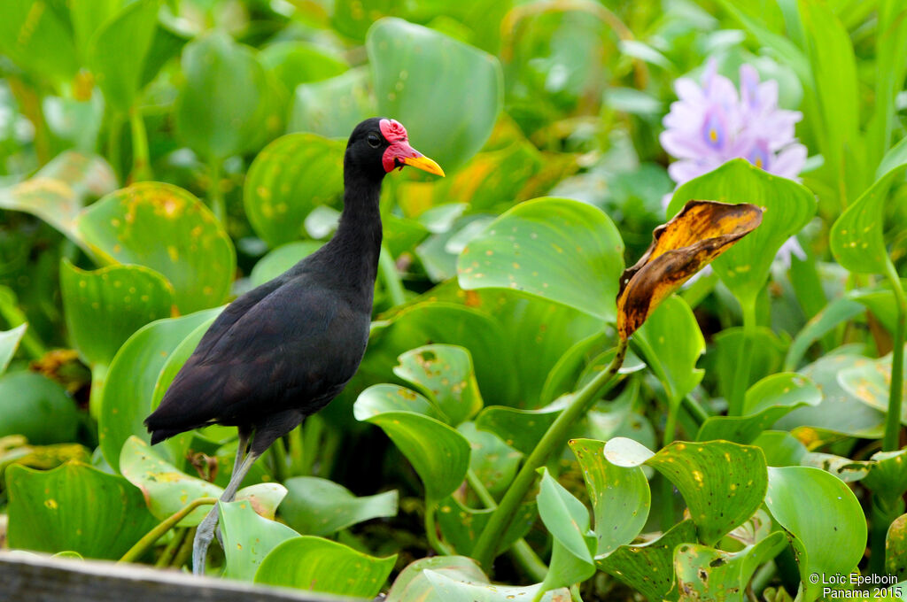 Jacana noir